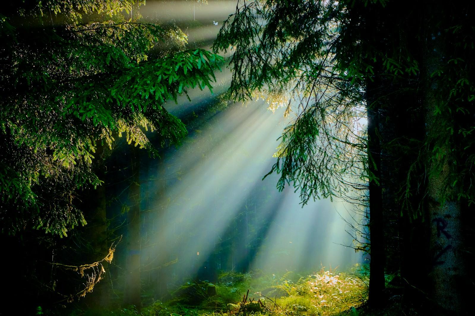 Sunlight streaming through the branches of a green forest