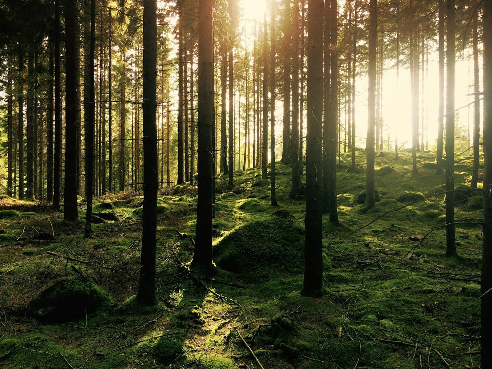 A calm moss-floored pine forest lit by low sun