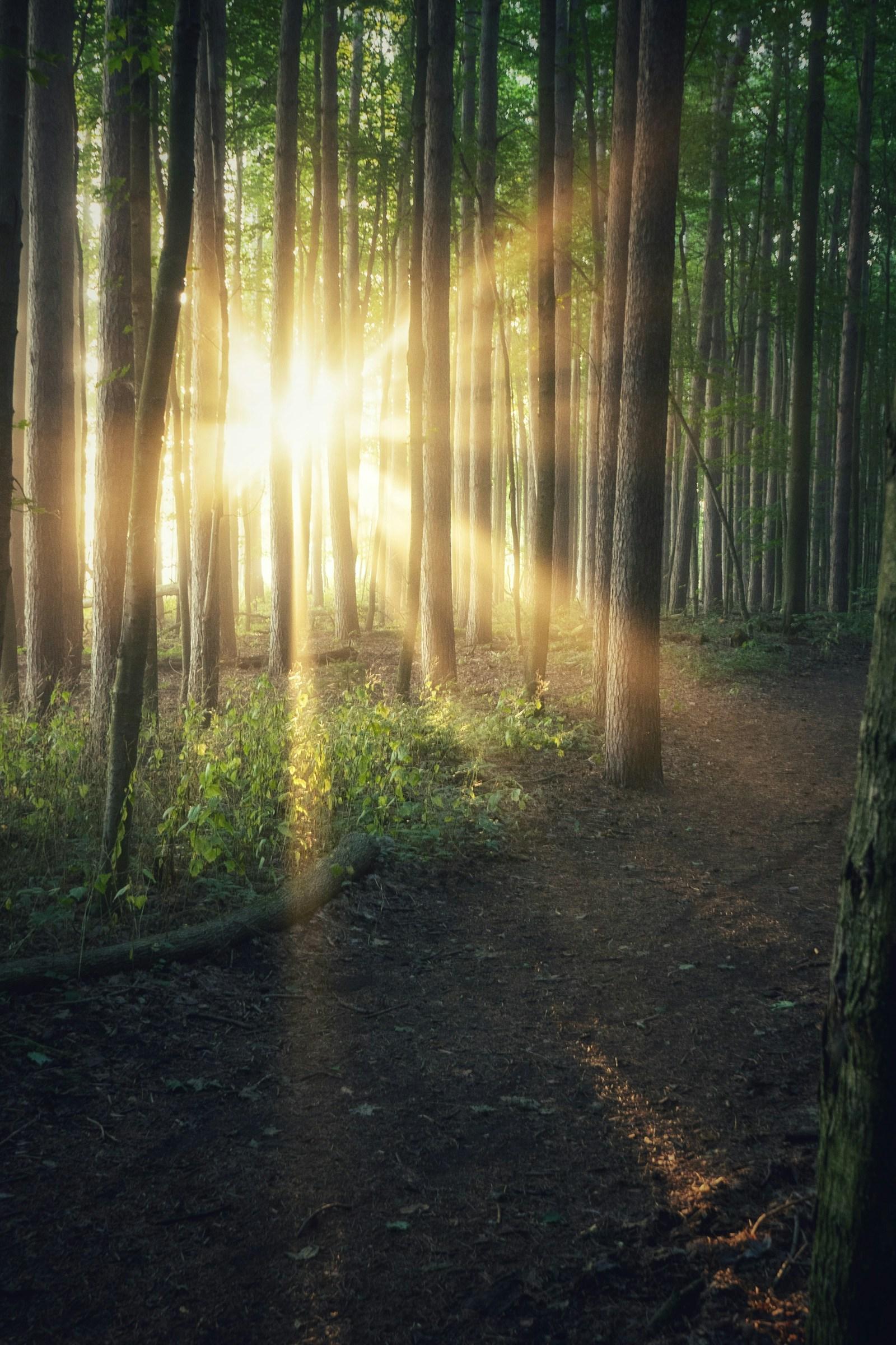 A quiet forest path with sunlight breaking through the trees