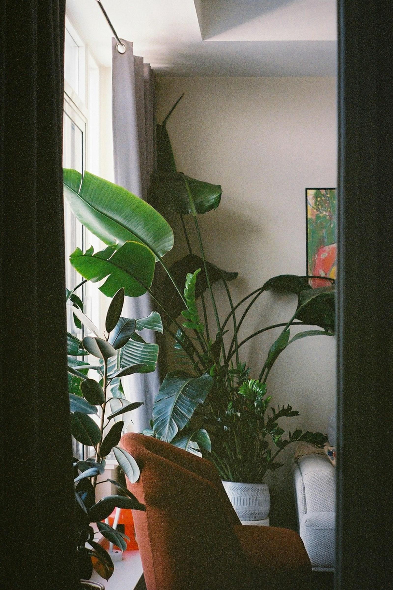 A warm, plant-filled room with an armchair beside a bright window
